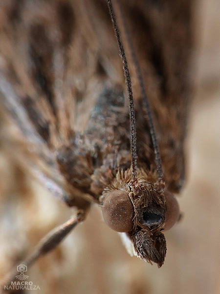 Nomophila noctuella 2.jpg