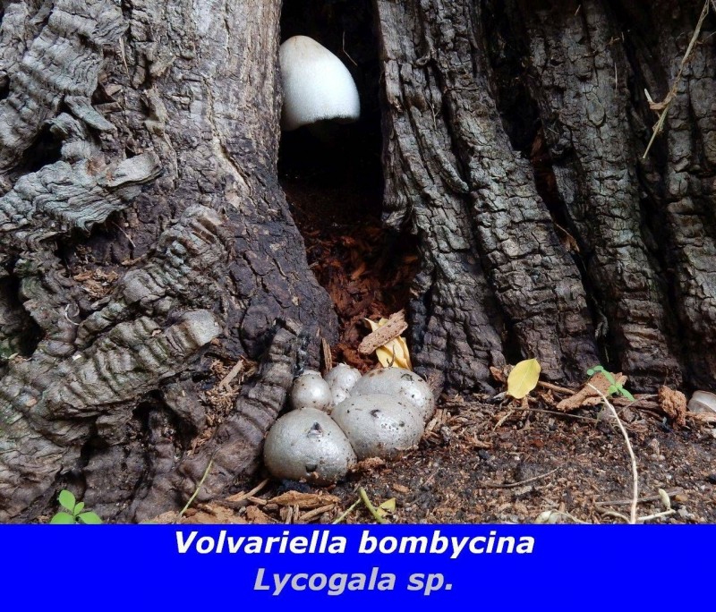 Volvariella bombycina y Lycogala sp.jpg