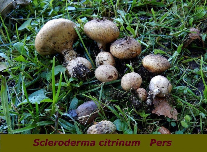 Scleroderma citrinum Pers.jpg
