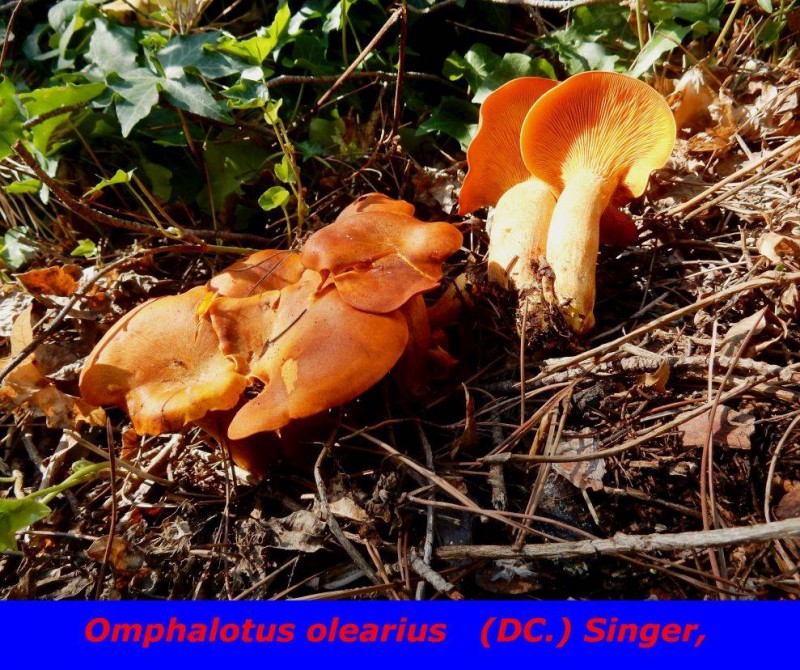 Omphalotus olearius   (DC.) Singer,.jpg