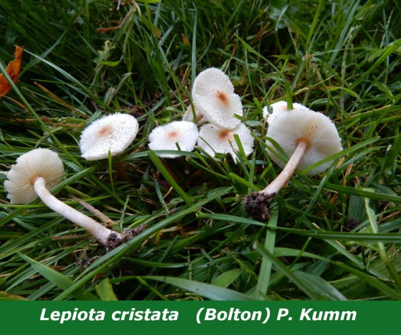 Lepiota cristata (Bolton) P. Kumm.jpg