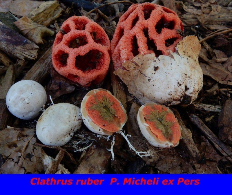 Clathrus ruber.jpg