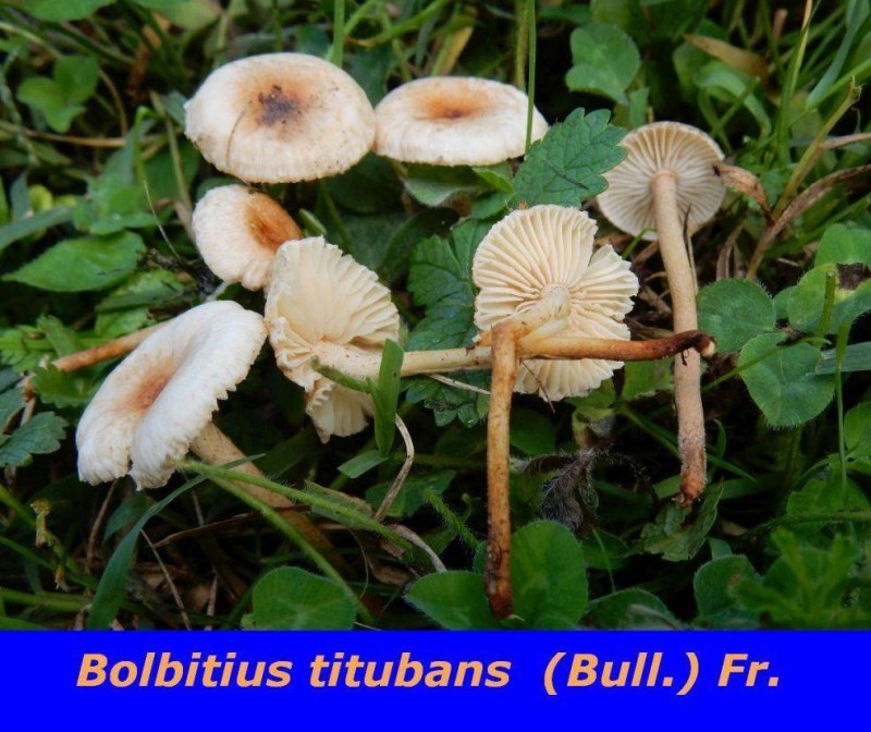 Bolbitius titubans (Bull.) Fr.JPG