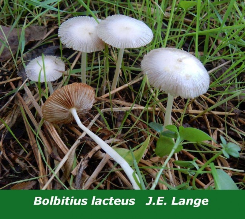 Bolbitius lacteus J.E. Lange.jpg