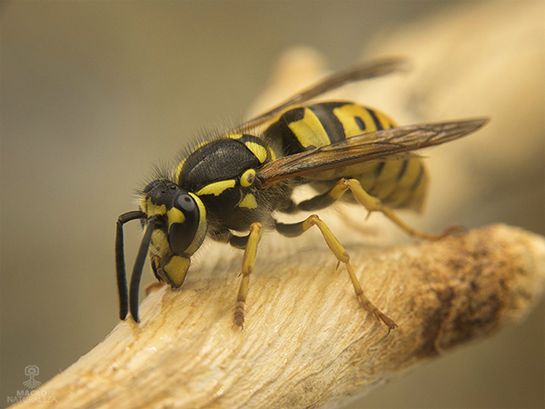 Vespula germanica 0232.jpg