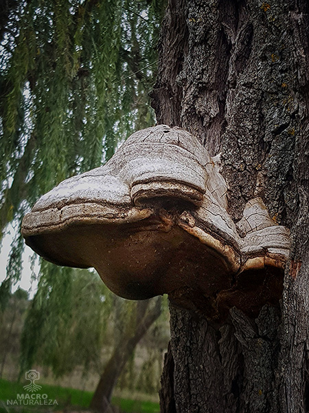 Fomes fomentarius1.jpg