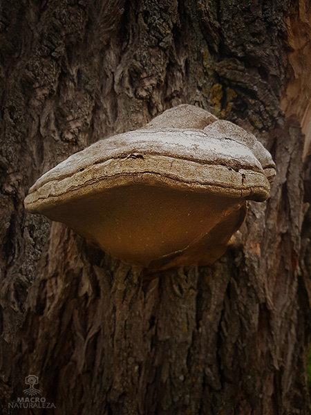 Fomes fomentarius2.jpg