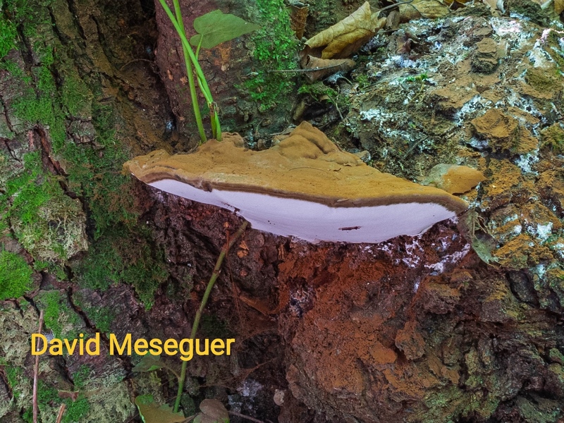 Ganoderma applanatum (Copiar).jpg