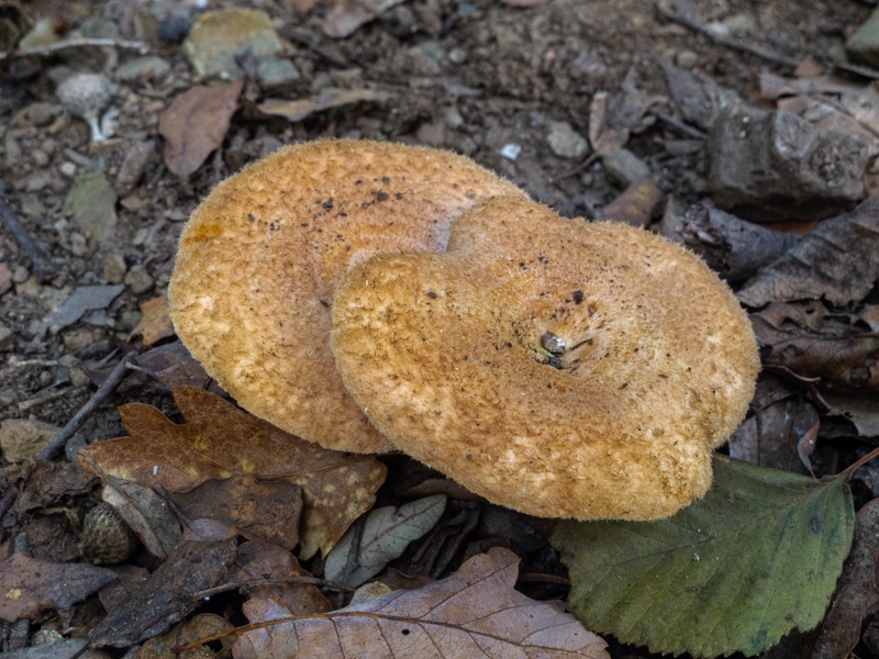 Lactarius mairei (Copiar).jpg