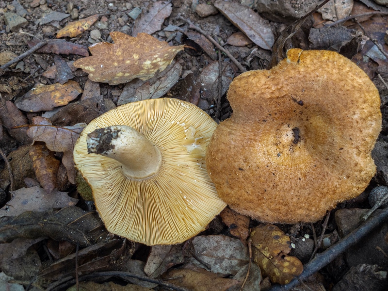 Lactarius mairei 3 (Copiar).jpg