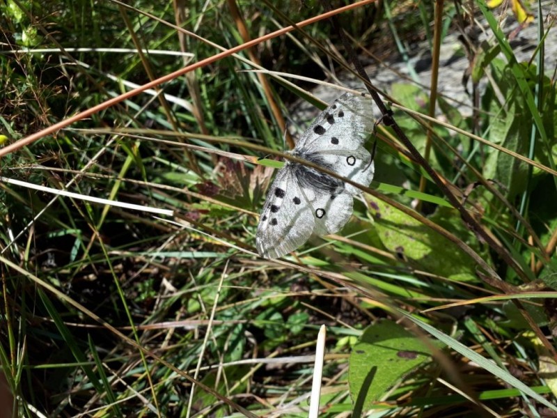 Parnassius apollo.jpg