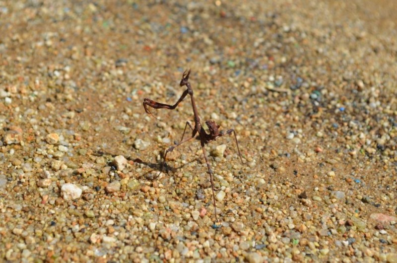 Empusa pennata.JPG