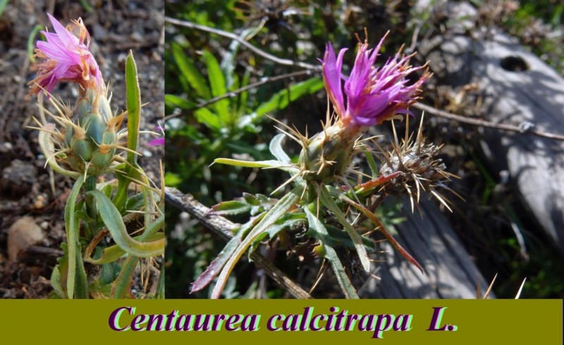 Centaurea calcitrapa L.jpg