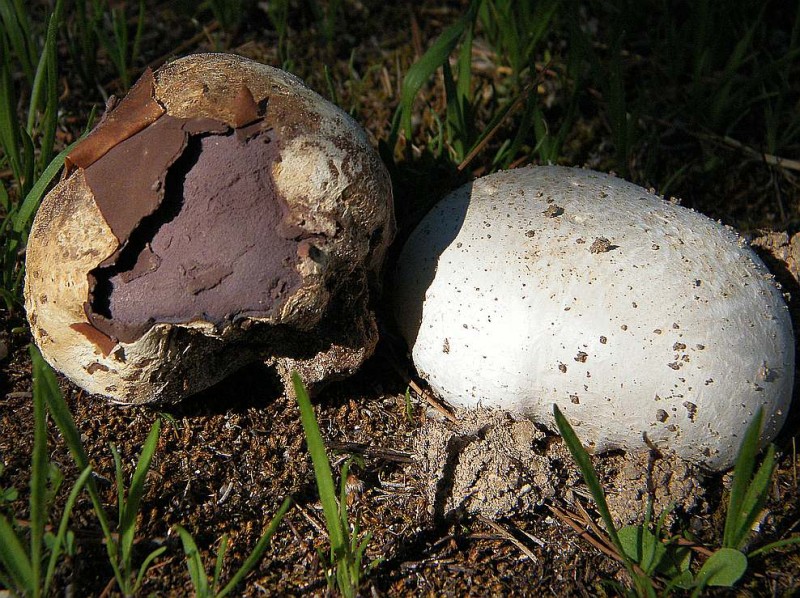 Calvatia fragilisR3.jpg