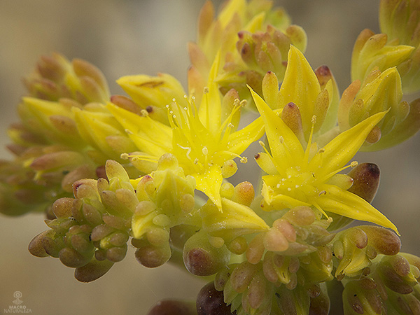 Sedum rubrotinctum.jpg