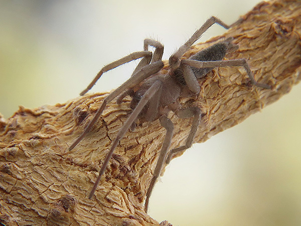 Drassodes sp. macho.jpg