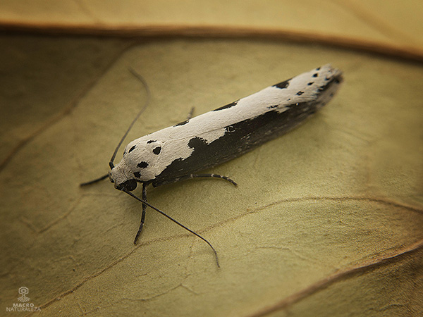 Ethmia pusiella.jpg