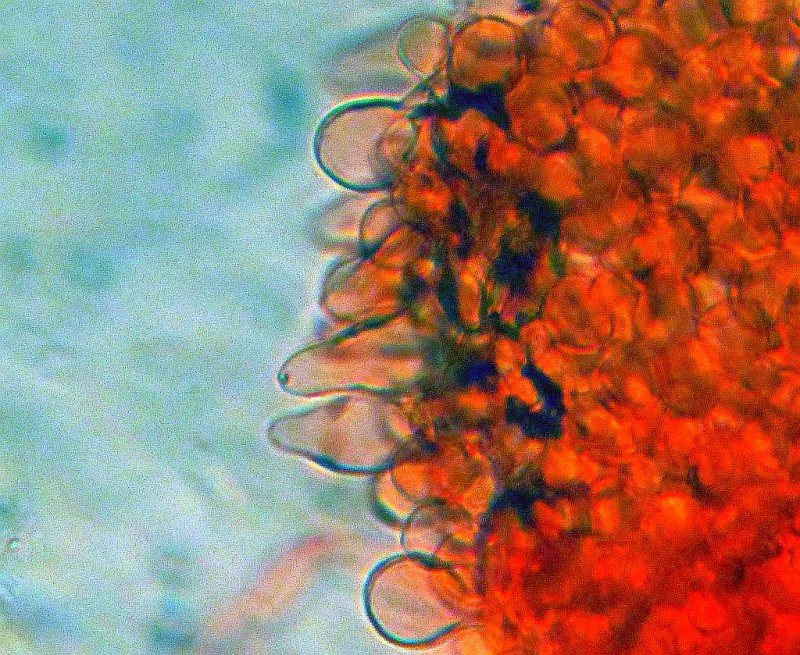 Coprinopsis lotinae R micro.jpg