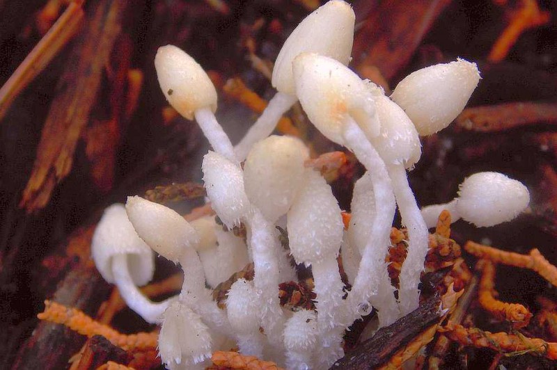 Coprinopsis lotinae Rñ1.jpg