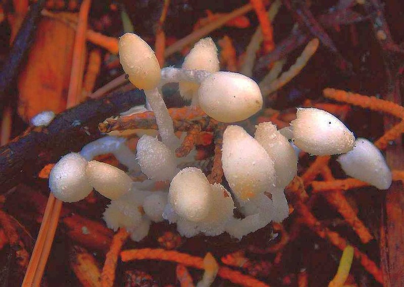 Coprinopsis lotinae Rñ2.jpg