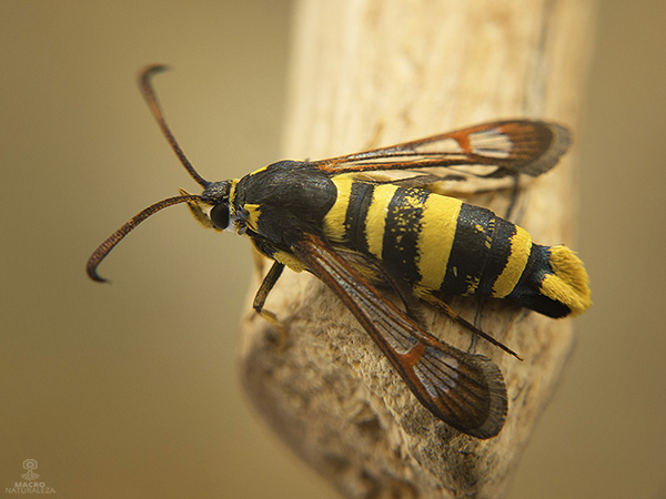 Synanthedon vespiformis.jpg