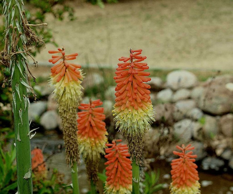 Kniphofia  SpR2.jpg