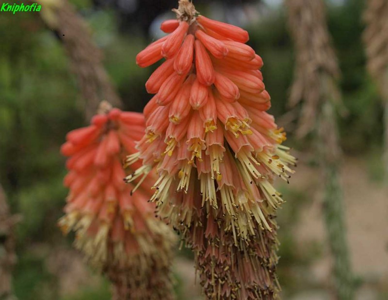 Kniphofia Sp R1.jpg