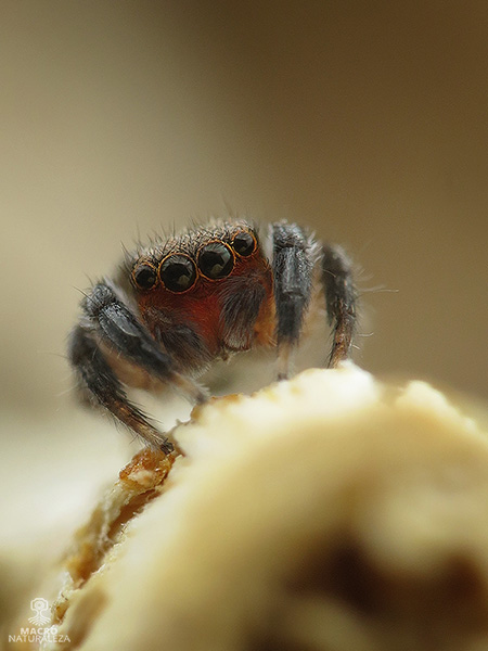 Euophrys rufibarbis macho .jpg