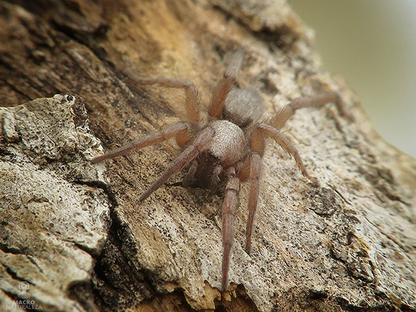 Drassodes sp. hembra.jpg