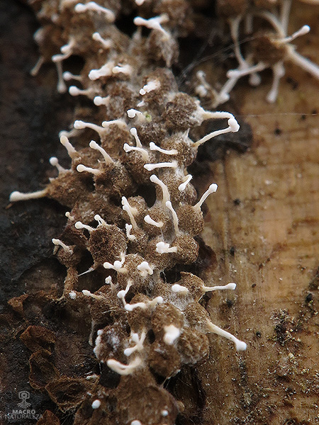 Polycephalomyces tomentosus.jpg