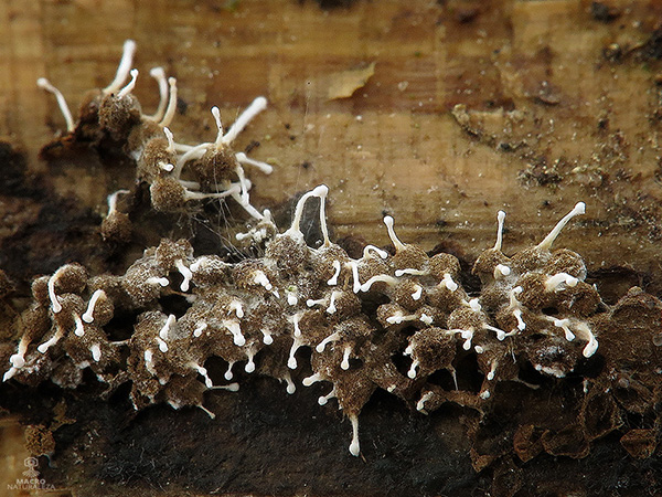 Polycephalomyces tomentosus.jpg