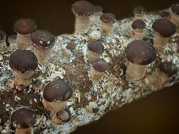 Lentinula edodes (Shiitake) (cultivo).jpg