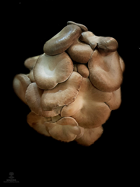 Pleurotus ostreatus (cultivo).jpg