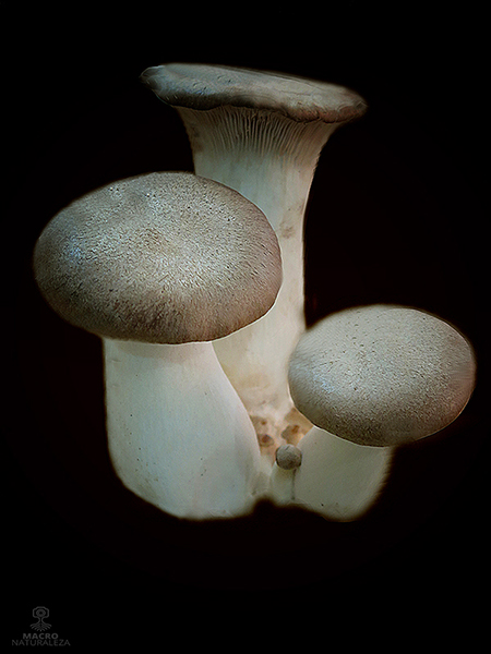 Pleurotus eryngii 5 (cultivo).jpg