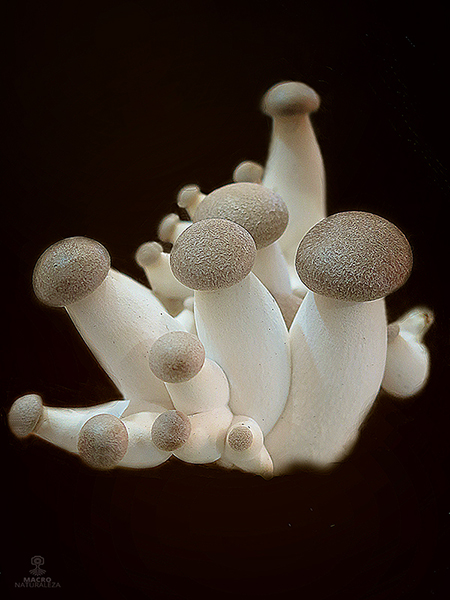 Pleurotus eryngii 6 (cultivo).jpg