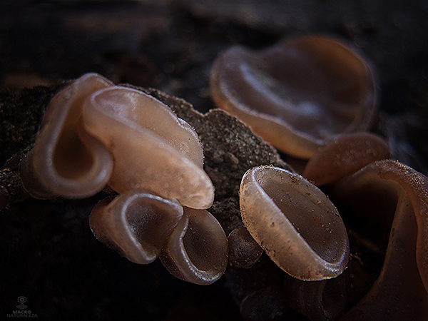 Auricularia auricula-judae.jpg