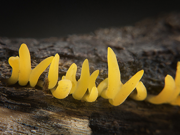 Calocera cornea 6.jpg