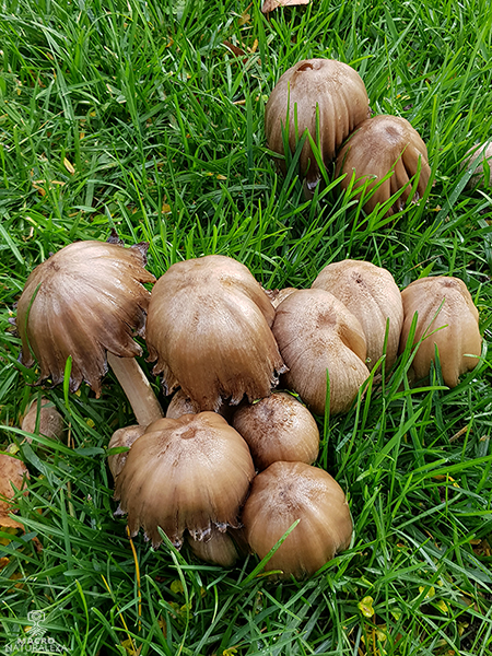 Coprinopsis atramentaria.jpg