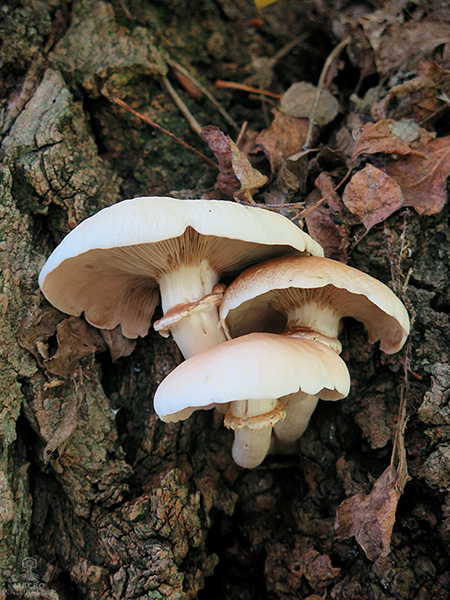 Cyclocybe aegerita.jpg