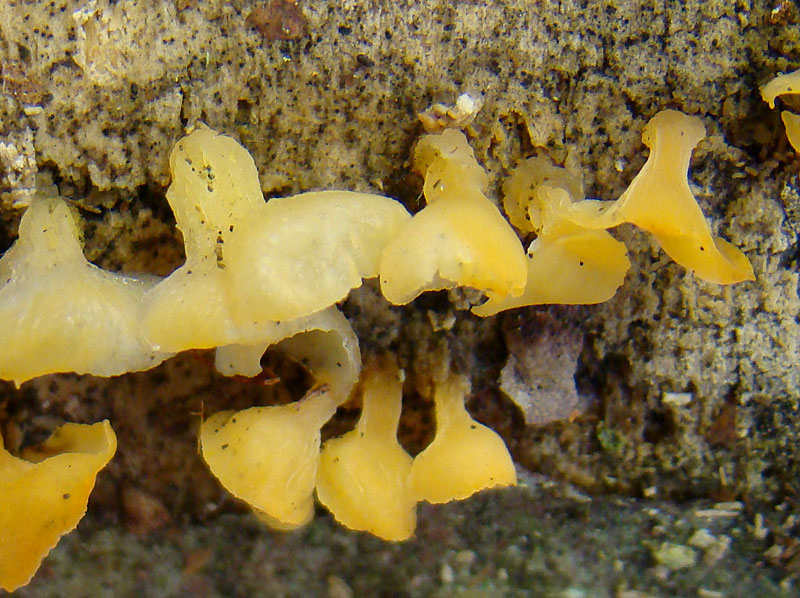 Guepiniopsis-buccina-7566.jpg