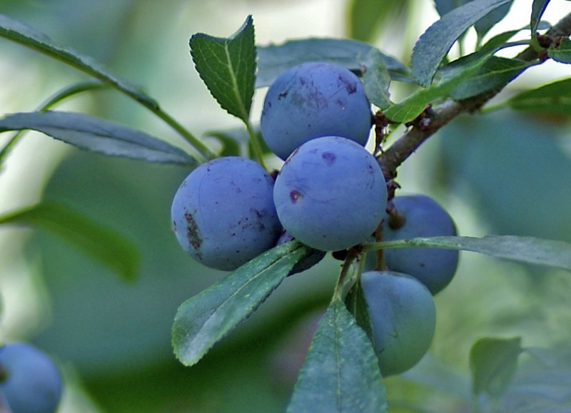 Prunus espinosa 4247.JPG