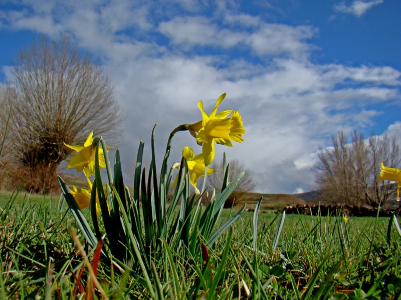 Narcissus-eugeniae-1187.jpg