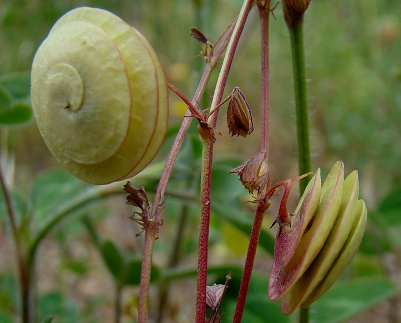 Medicago-orbicularis-7238.jpg