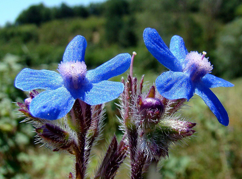 Anchusa-italica-4208.jpg