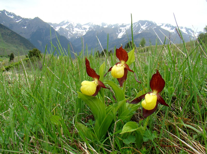 Cypripedium calceolus 5255.JPG