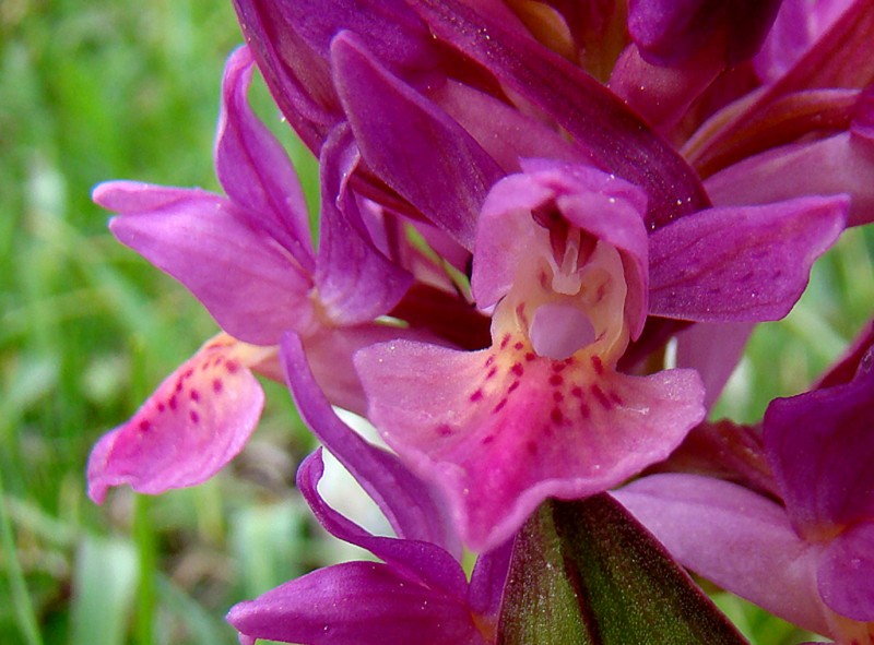 Dactylorhiza-sambucina-5236.jpg