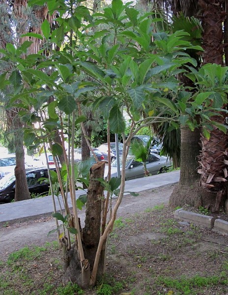 árbol Sp. 1.JPG