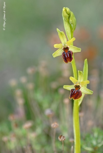 Ophrys sphegodes.jpg