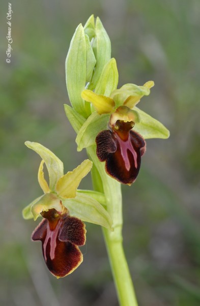 Ophrys sphegodes 7.jpg
