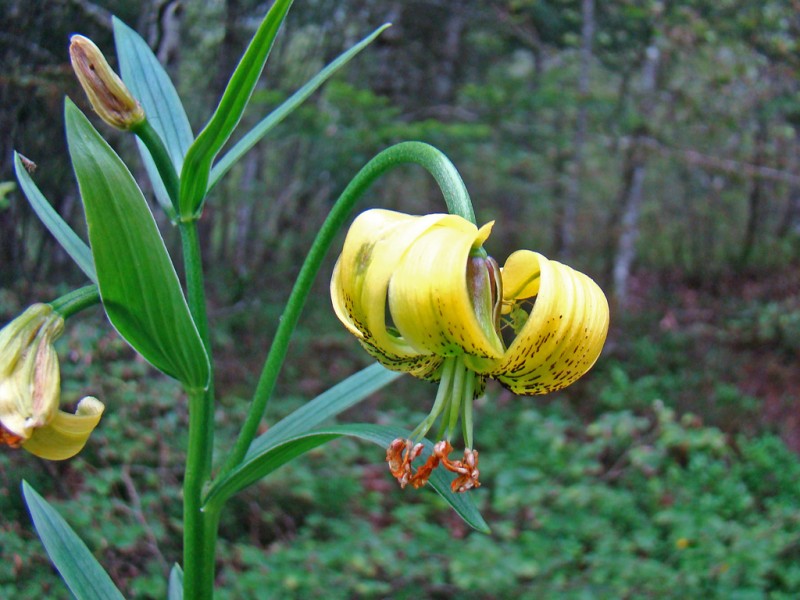 Lilium pyrenaicum 2786.JPG